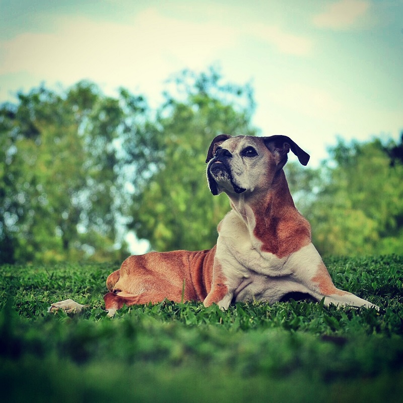 lazy boxer