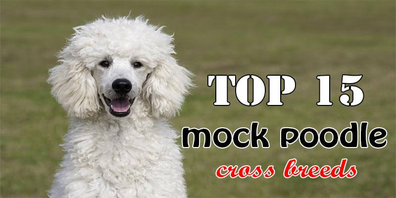 Poodle cross breeds