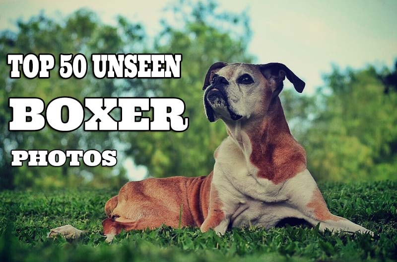 Unseen boxer photos