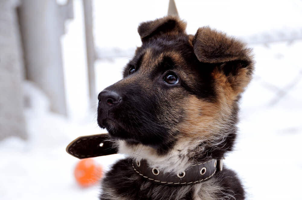 Active german puppy