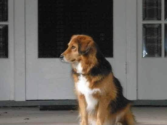 American Eagle Dog Images