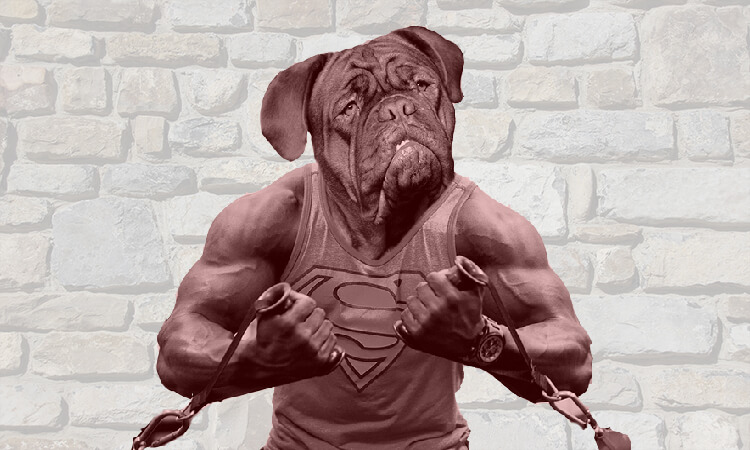 Dog Trainers