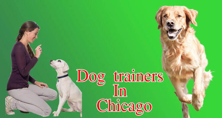 Dog trainers in Chicago