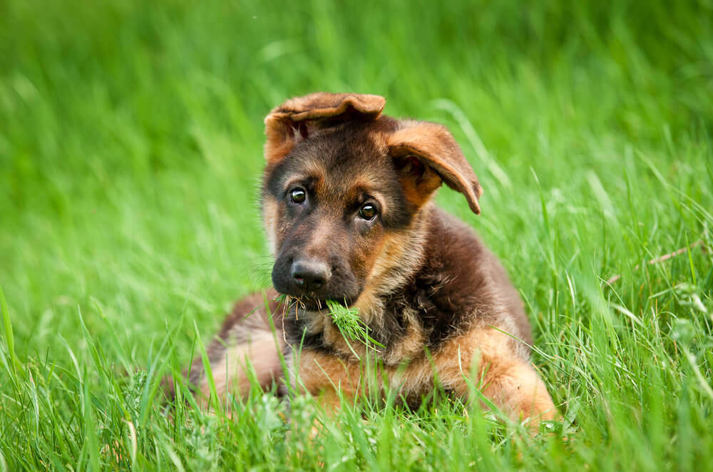 German shepherd cute puppy