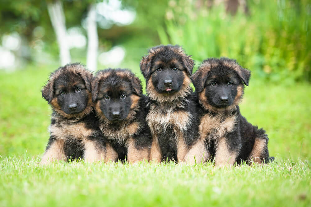 German shepherd puppies photo