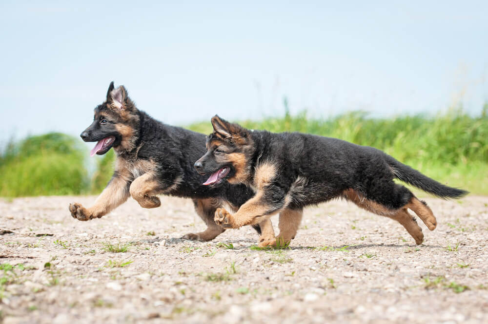 German shepherd puppy playing