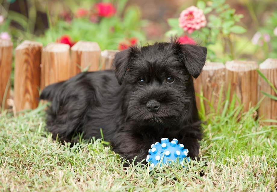 Miniature_Schnauzer