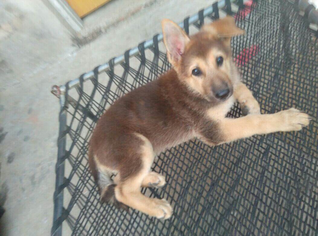 My New german shepherd puppy