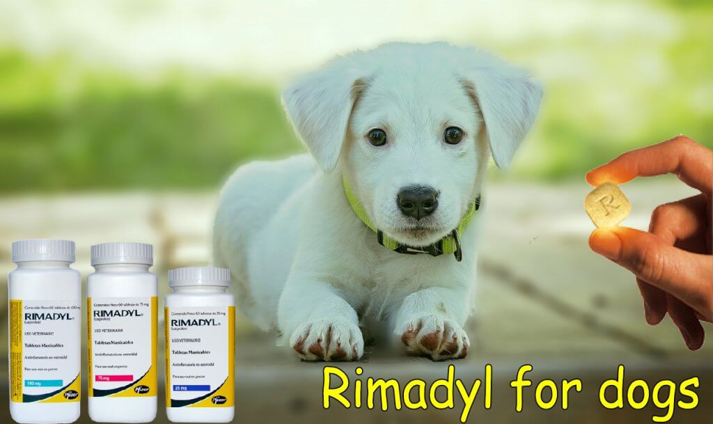 rimadyl-rimadyl-for-dogs-side-effects-benefits