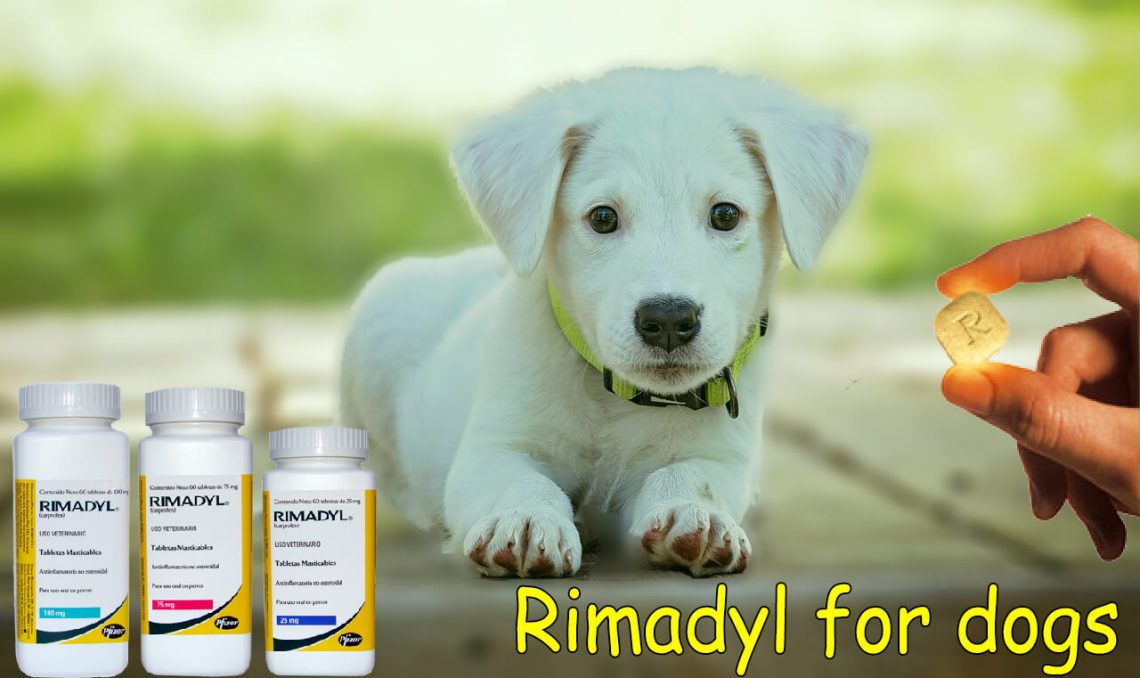 Rimadyl for dogs