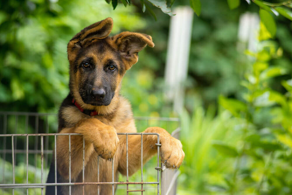 german shepherd puppies