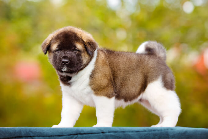 american akita