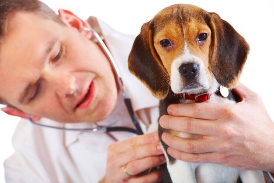 leptospirosis infection in dogs