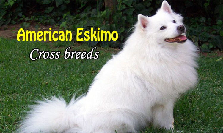 American eskimo cross breeds