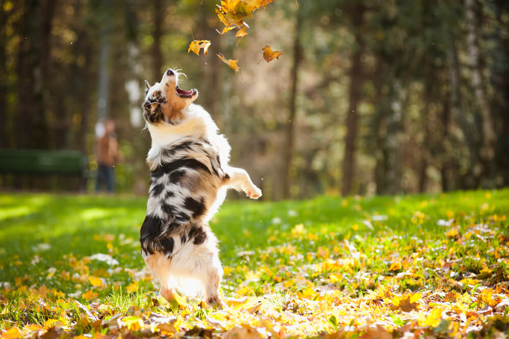 Australian-Shephard-playning