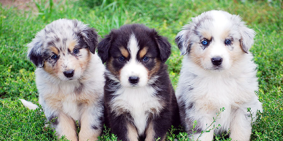 Australian-Shepherd-puppies-photo