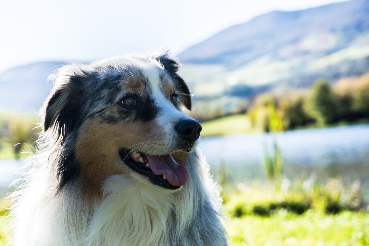 Australian shepherd