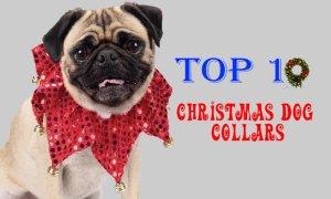 Christmas dog collars