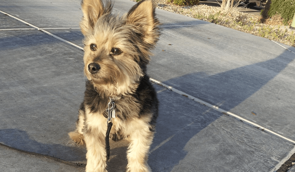 yorkie collie mix