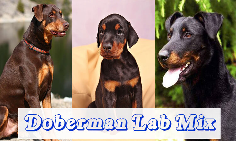 Doberman lab mix