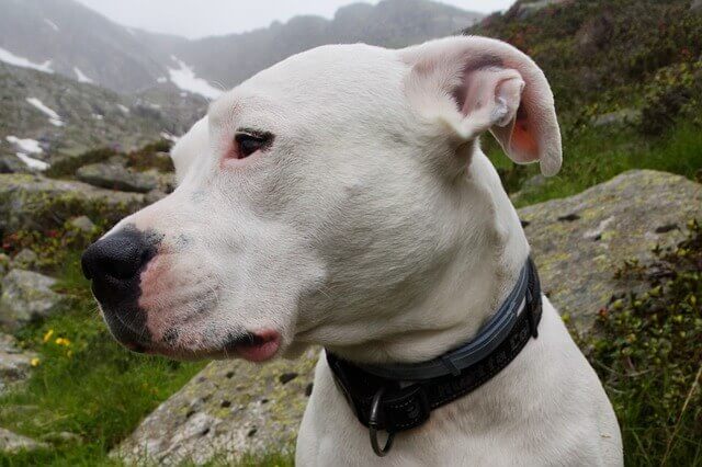 Dogo Argentino HD photo