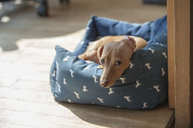 Small dachshund hd photo