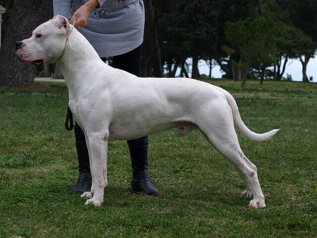 adult dogo argentino