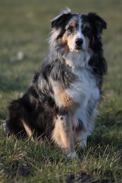 australian shepherd history