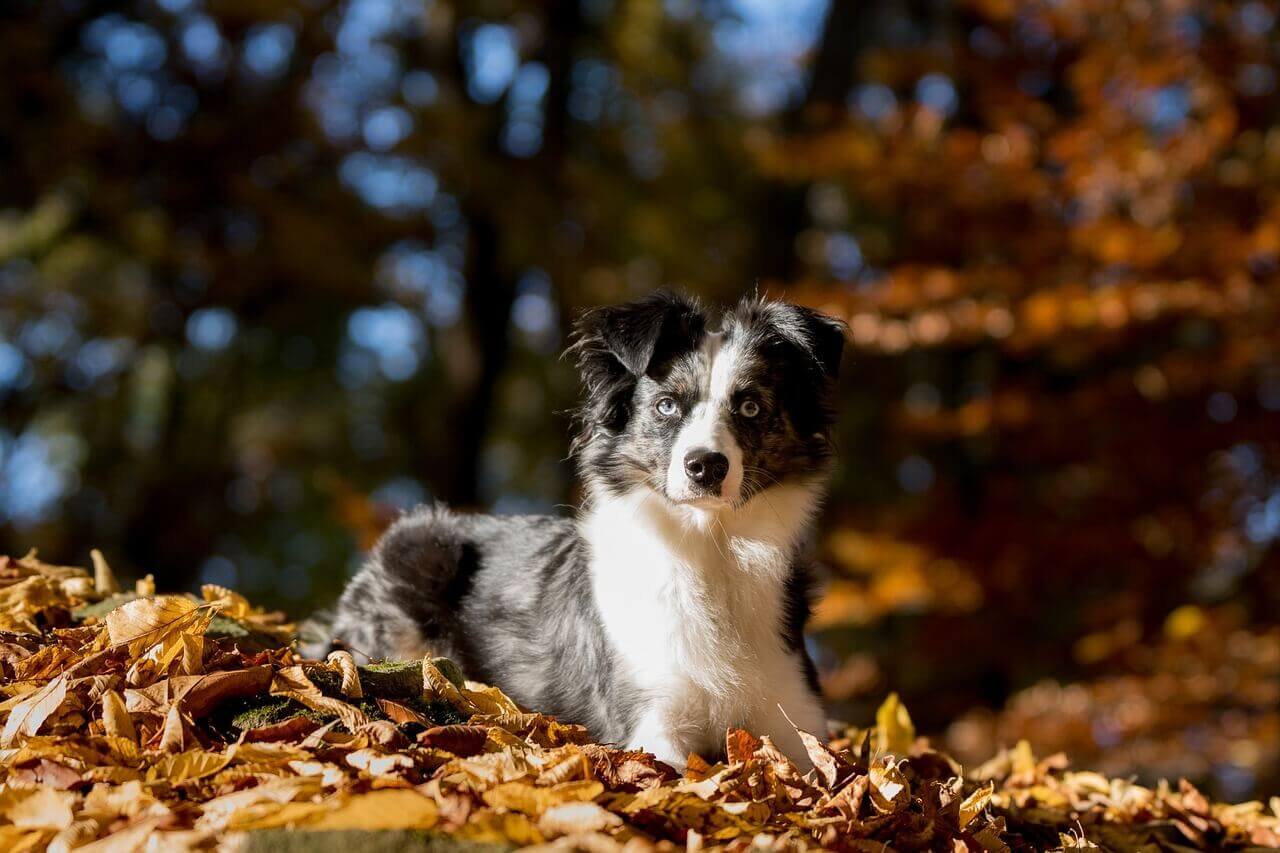 australian-shepherd-puppy-price