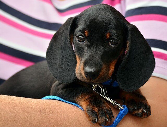 cute dachshund photo