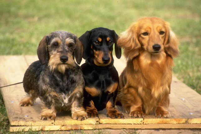 dachshund puppies