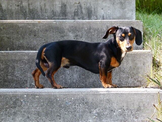 dachshund watch dog