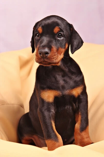 doberman mix