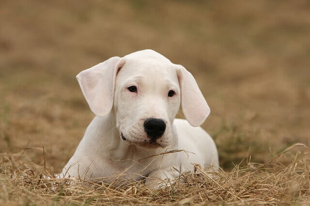 dogo argentino puppy photo