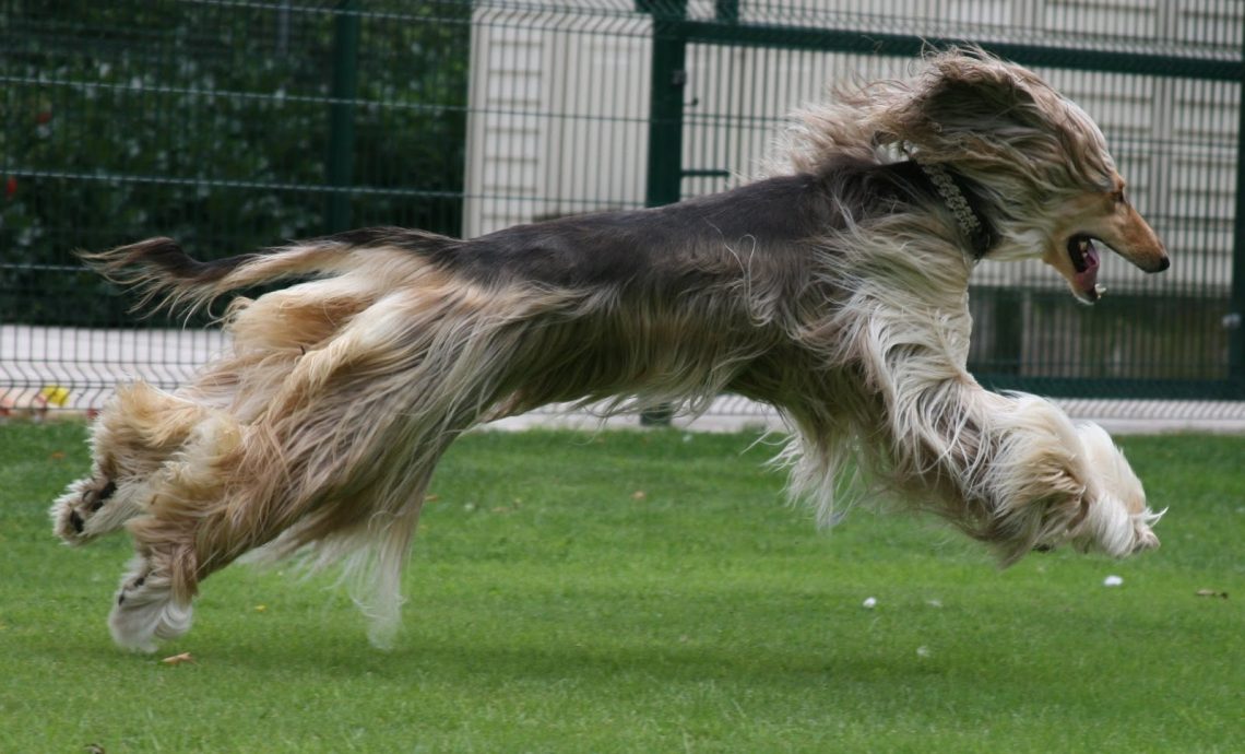 Afghan Hound