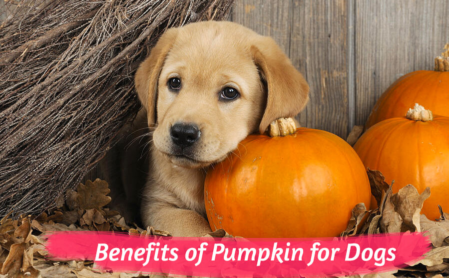 Benefits of Pumpkin for Dogs