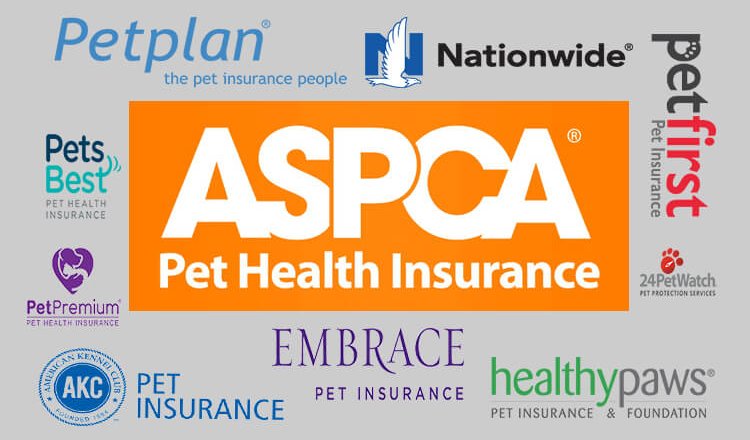Top 10 Best Pet Insurance for dog - By dogmal.com