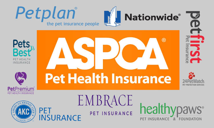 Best Pet Insurance For Dogs In California