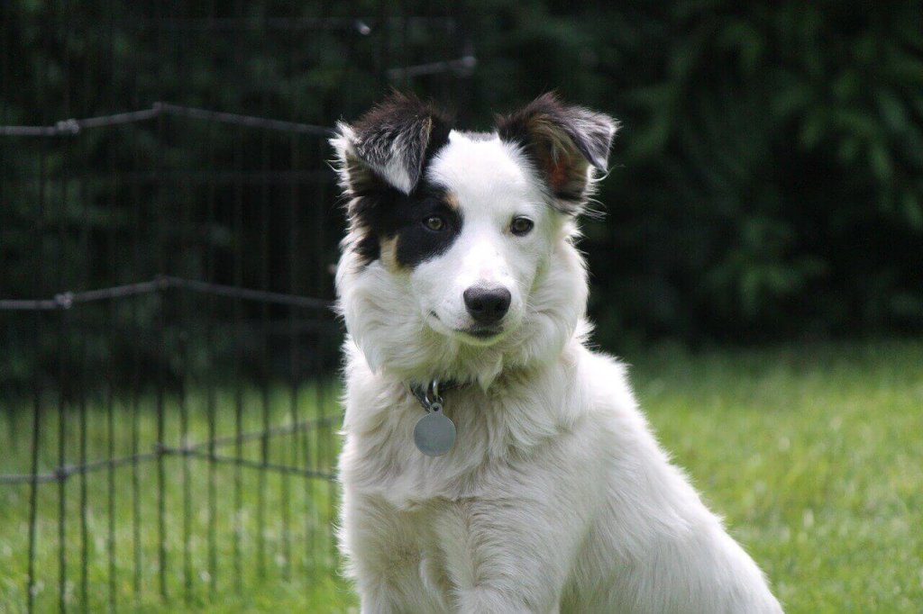 border collie and lab mix