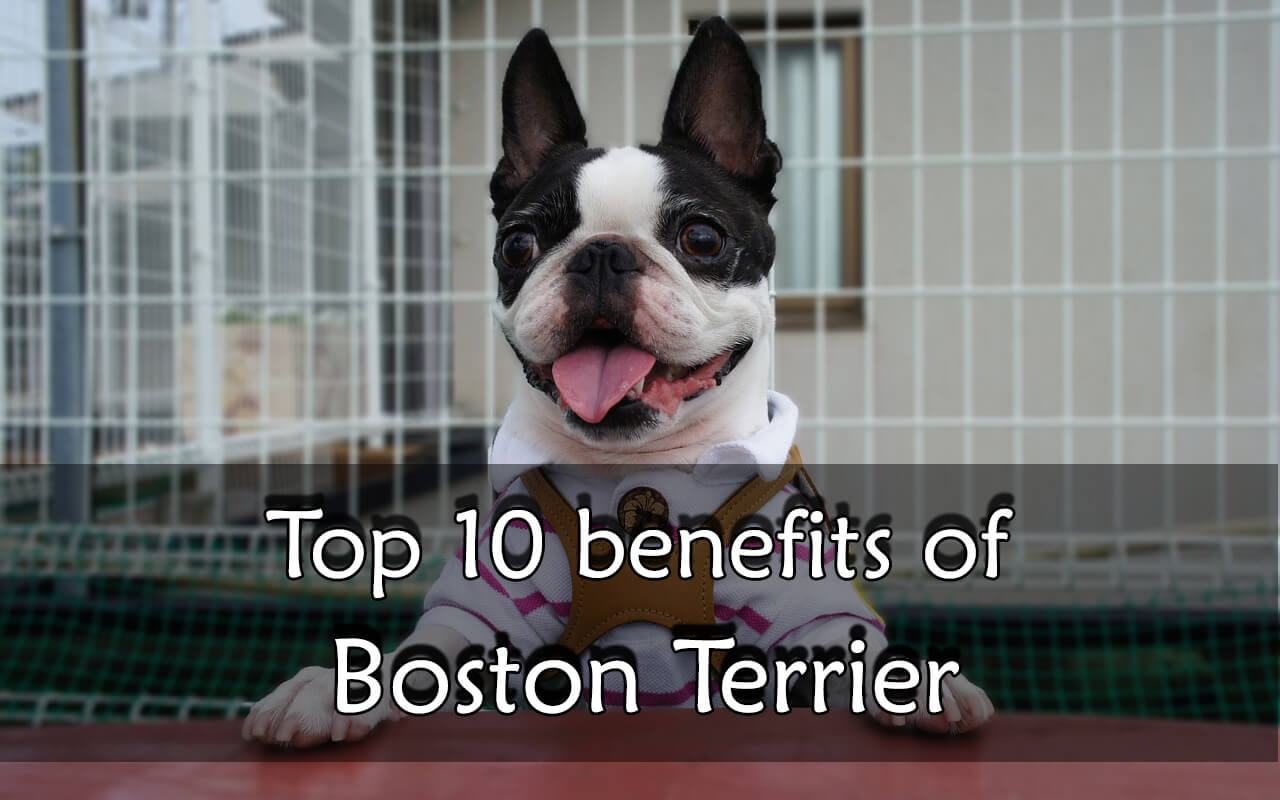 Boston Terrier benefit