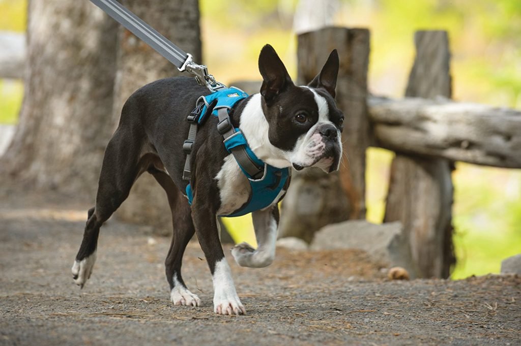 Boston Terrier training