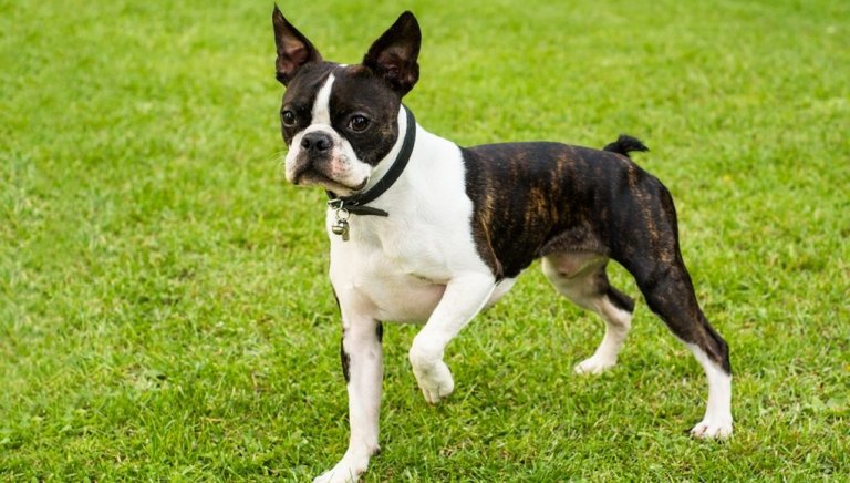 Top 10 benefits of having a Boston Terrier Dogmal