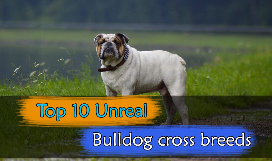 Bulldog cross breeds