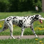 Dalmatian