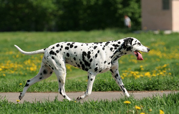 Dalmatian