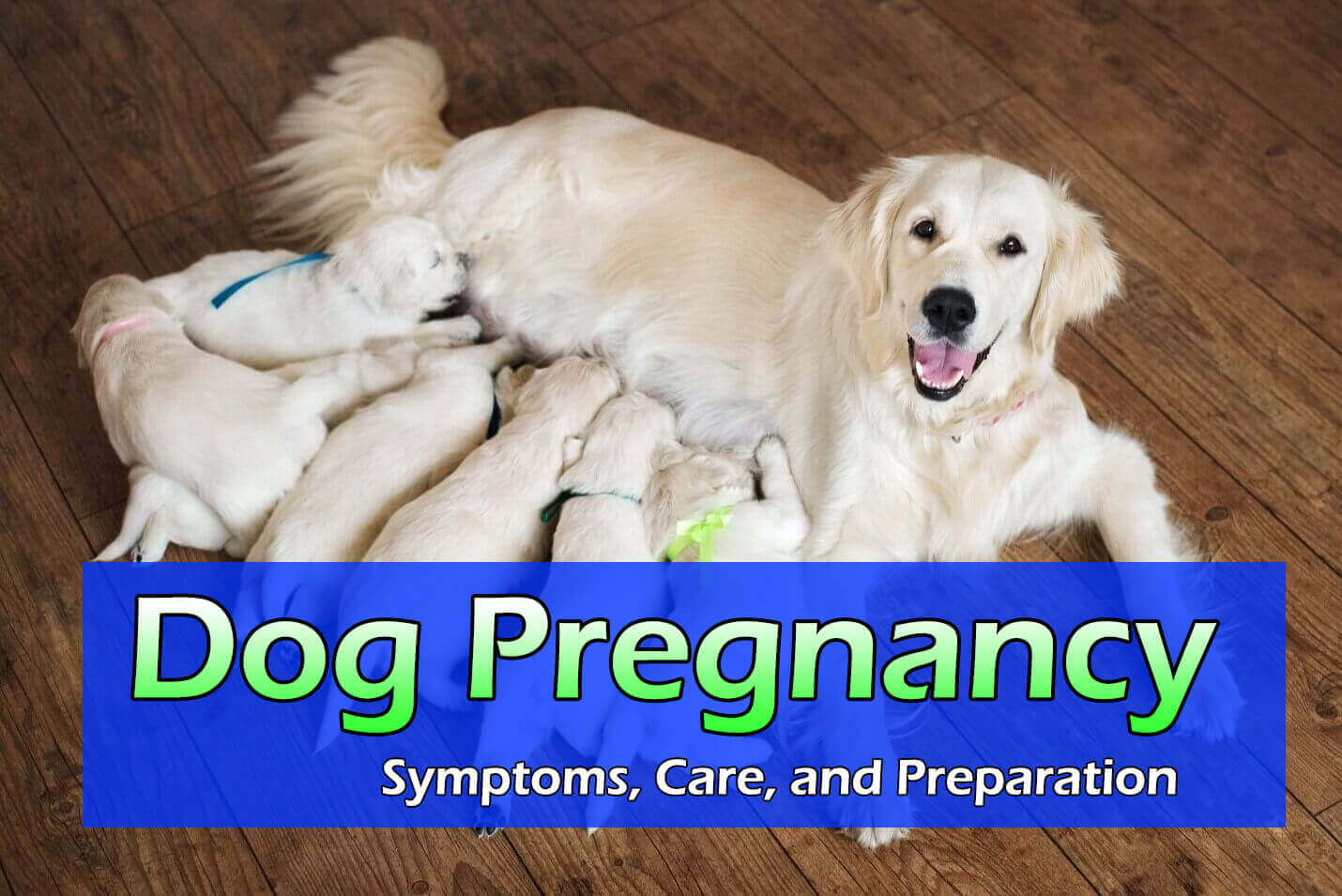 Dog Pregnancy