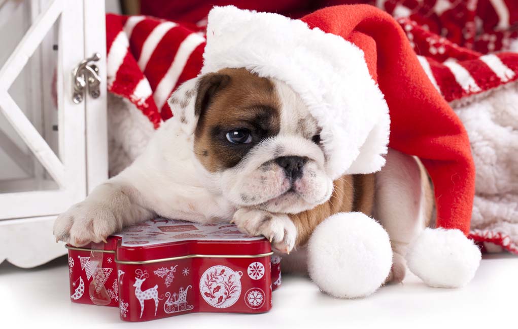 Exclusive Christmas dog shirts
