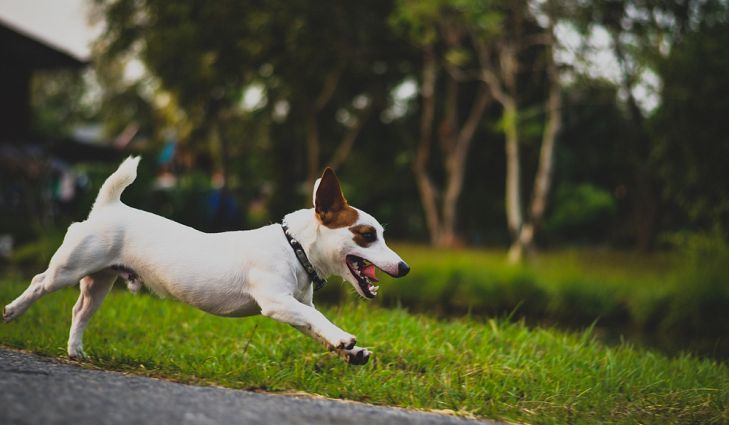 Jack Russell Terrier