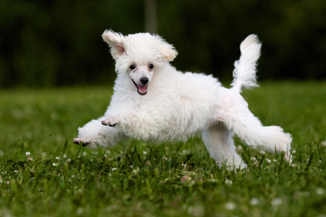 Miniature-Poodle