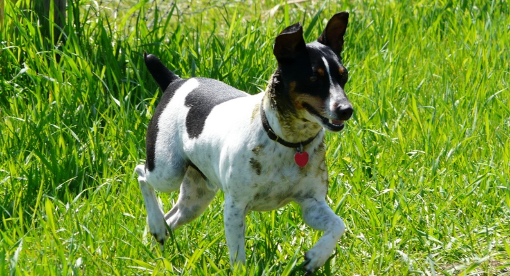 Rat Terriers